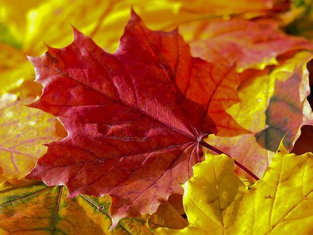 HerbstblattgeDANKen